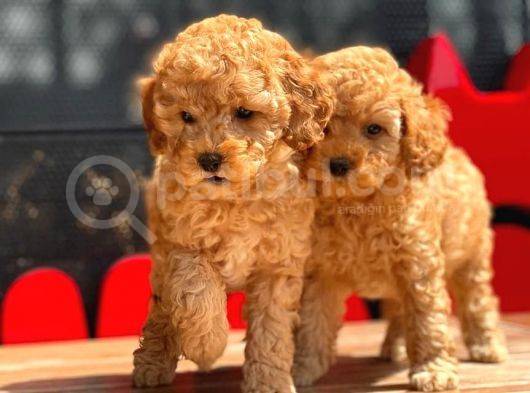 Toy Poodle Yavrular görsel