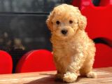 Toy Poodle Yavrular