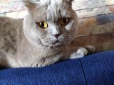 Dişi Yavru Kedi