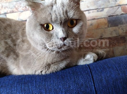 Dişi Yavru Kedi görsel