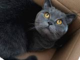 Dişi Yavru Kedi