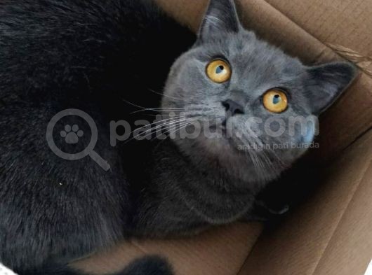 Dişi Yavru Kedi görsel