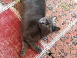Dişi Yavru Kedi