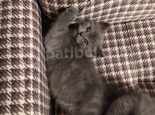 Dişi Yavru Kedi görsel