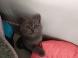 Dişi Yavru Kedi