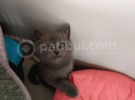 Dişi Yavru Kedi görsel