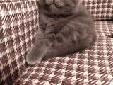 Dişi Yavru Kedi