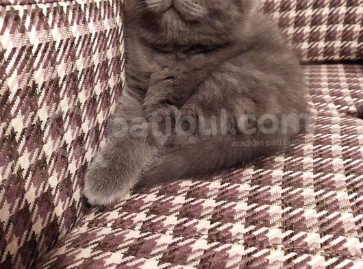 Dişi Yavru Kedi görsel