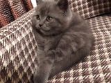 Dişi Yavru Kedi