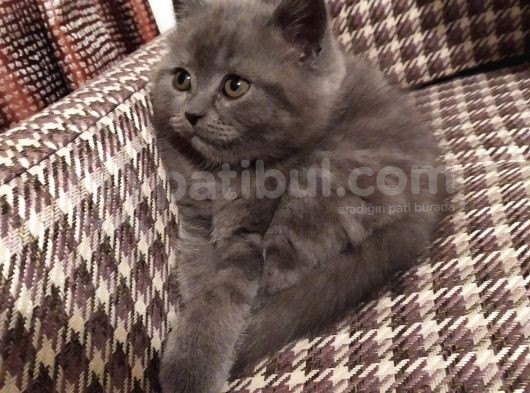 Dişi Yavru Kedi