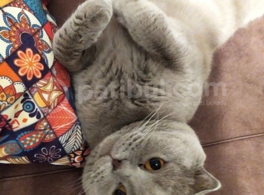 Dişi Yavru Kedi görsel
