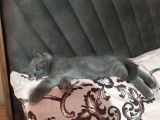 Dişi Yavru Kedi