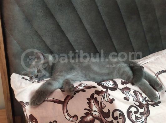 Dişi Yavru Kedi görsel