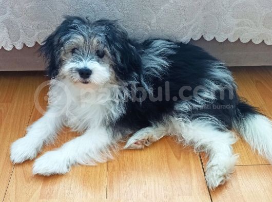 6 Aylık Maskeli Morkie Yavrusu görsel
