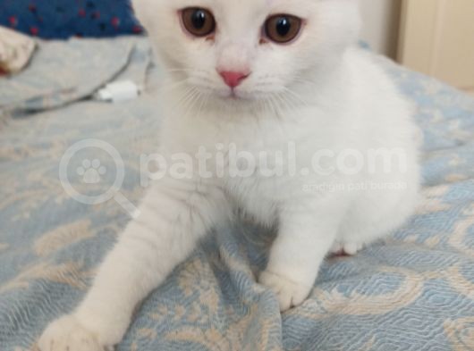 3 Aylık Kaliteli Dişi görsel