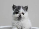 Di̇şi̇ Erkek Bicolor Exoti̇c Shorthair Bebekler