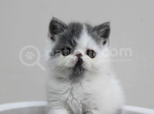 Di̇şi̇ Erkek Bicolor Exoti̇c Shorthair Bebekler