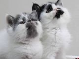 Di̇şi̇ Erkek Bicolor Exoti̇c Shorthair Bebekler