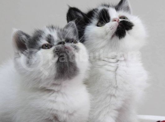 Di̇şi̇ Erkek Bicolor Exoti̇c Shorthair Bebekler görsel