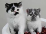 Di̇şi̇ Erkek Bicolor Exoti̇c Shorthair Bebekler