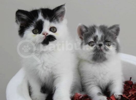 Di̇şi̇ Erkek Bicolor Exoti̇c Shorthair Bebekler görsel