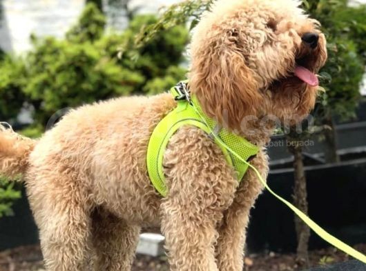Wc Eğitimli Aşı Programı Tamamlanmış Poodle Yavrumuz
