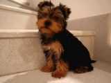 Mükemmel Yorkshire Terrier Yavru