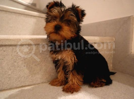 Mükemmel Yorkshire Terrier Yavru görsel