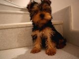 Mükemmel Yorkshire Terrier Yavru