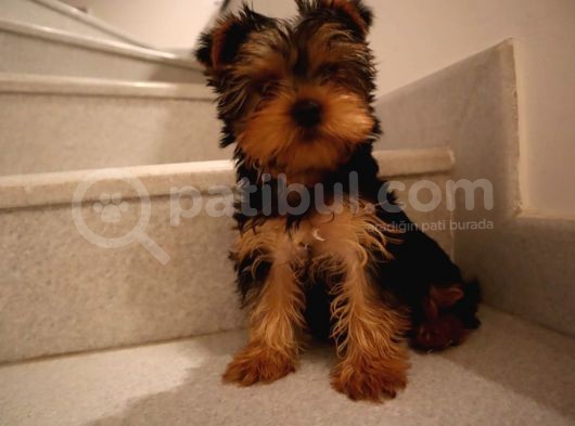 Mükemmel Yorkshire Terrier Yavru