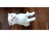 A Kalite Scottish Fold Yavrular 2 Aylık