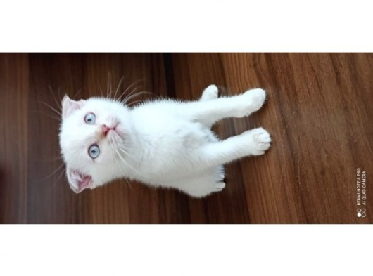 A Kalite Scottish Fold Yavrular 2 Aylık görsel