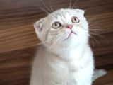 A Kalite Scottish Fold Yavrular 2 Aylık
