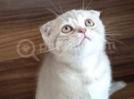 A Kalite Scottish Fold Yavrular 2 Aylık görsel