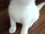 A Kalite Scottish Fold Yavrular 2 Aylık