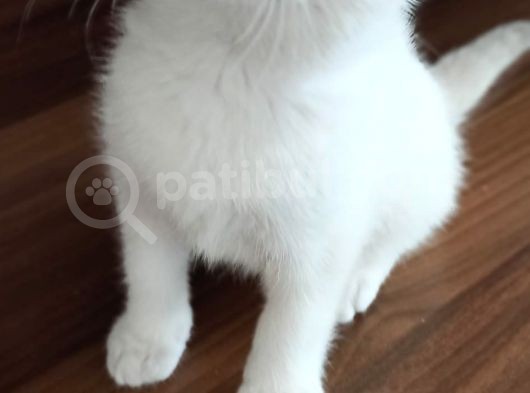 A Kalite Scottish Fold Yavrular 2 Aylık görsel