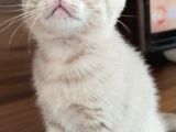 A Kalite Scottish Fold Yavrular 2 Aylık