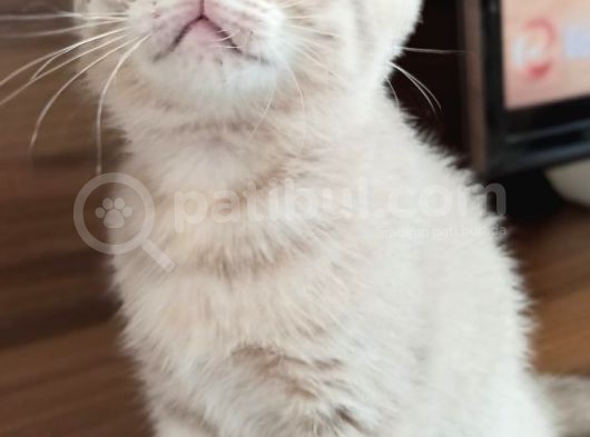 A Kalite Scottish Fold Yavrular 2 Aylık görsel