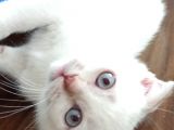 A Kalite Scottish Fold Yavrular 2 Aylık
