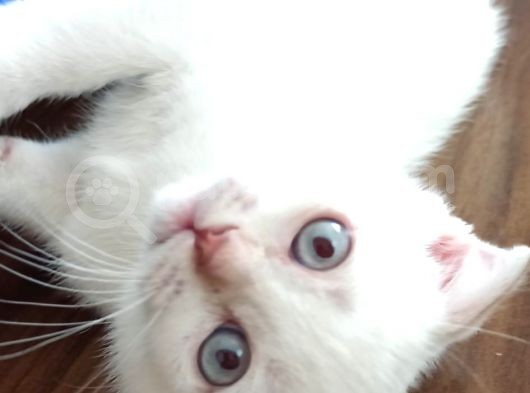 A Kalite Scottish Fold Yavrular 2 Aylık