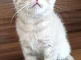 A Kalite Scottish Fold Yavrular 2 Aylık
