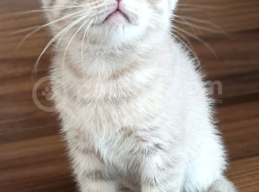 A Kalite Scottish Fold Yavrular 2 Aylık görsel
