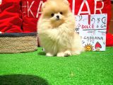 Afacan Ve Kusursuz Di̇şi̇ Pomerani̇an Boo Yavrusu