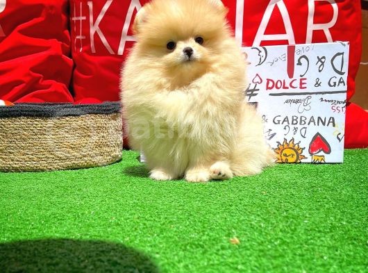 Afacan Ve Kusursuz Di̇şi̇ Pomerani̇an Boo Yavrusu