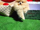 Afacan Ve Kusursuz Di̇şi̇ Pomerani̇an Boo Yavrusu