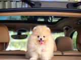 Afacan Ve Kusursuz Di̇şi̇ Pomerani̇an Boo Yavrusu