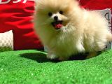 Afacan Ve Kusursuz Di̇şi̇ Pomerani̇an Boo Yavrusu