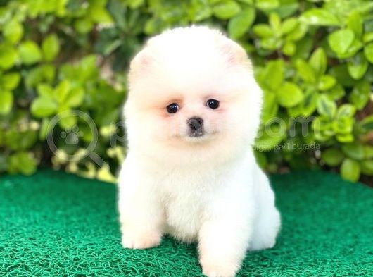 Yavru Pomerani̇an görsel