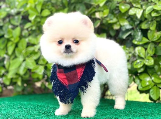 Sevimli Pomeranian görsel