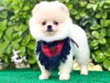 Sevimli Pomeranian